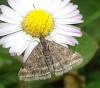 Pyrausta despicata
